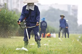 Mục kích công nhân cắt cỏ mọc um tùm giữa thủ đô