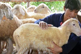 Đàn cừu độc nhất xứ Quảng của cựu sinh viên CNTT