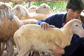 Đàn cừu độc nhất xứ Quảng của cựu sinh viên CNTT