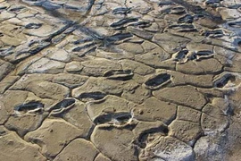 Tìm thấy 400 dấu chân người nguyên vẹn 19.000 năm trước