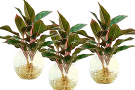 Kỹ thuật trồng cây phú quý mang giàu sang đến cho gia chủ