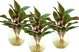 Kỹ thuật trồng cây phú quý mang giàu sang đến cho gia chủ