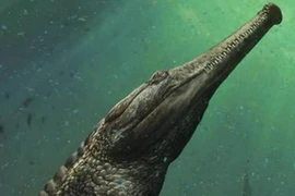 Phát hiện hài cốt “siêu cá sấu” gây sửng sốt