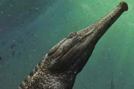 Phát hiện hài cốt “siêu cá sấu” gây sửng sốt