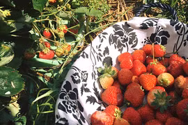 Phát thèm với vườn hoa quả sai lúc lỉu của bà mẹ Việt kiều