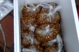 “Trò ảo thuật” biến nhộng tằm thối đen thành trắng phau từ hóa chất