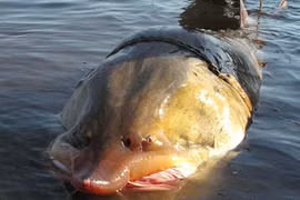 Bí ẩn loài cá tầm khổng lồ, nặng cả tấn