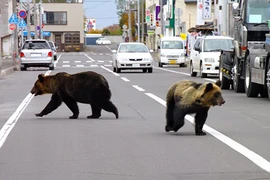 Kinh hoàng 4 người Nhật bị gấu tấn công đến chết