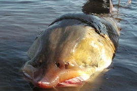 Bí ẩn loài cá tầm khổng lồ, nặng cả tấn