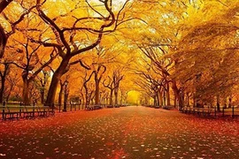 Say đắm 12 con đường lãng mạn nhất vào mùa thu 