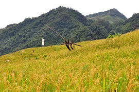 Vẻ đẹp hoang sơ hút hồn ở dãy núi cao nhất Quảng Ngãi