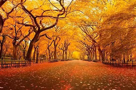 Say đắm 12 con đường lãng mạn nhất vào mùa thu 