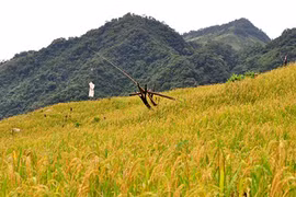 Vẻ đẹp hoang sơ hút hồn ở dãy núi cao nhất Quảng Ngãi