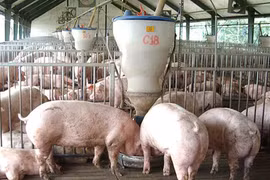 Sốc: 1 con lợn chịu 51 khoản phí từ chuồng ra chợ