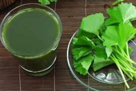 Suýt chết vì cốc nước rau má ngày Tết