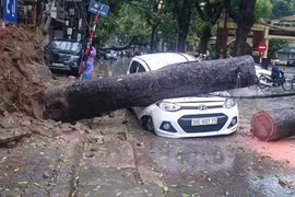 Hà Nội gãy đổ hơn 500 cây xanh do ảnh hưởng của cơn bão số 1