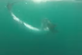 Vụ hỗn chiến đẫm máu của các sát thủ đại dương 