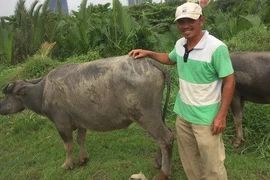 Lãng tử ngủ ống cống: Ai bảo chân trâu là khổ