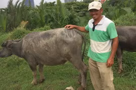 Lãng tử ngủ ống cống: Ai bảo chân trâu là khổ