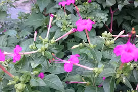 Bí ẩn cây cung nữ giúp hoàng hậu, cung phi xưa đẹp như tiên