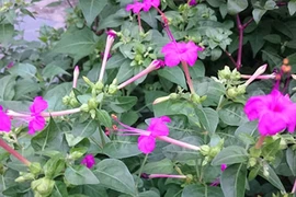 Bí ẩn cây cung nữ giúp hoàng hậu, cung phi xưa đẹp như tiên