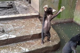 Hình ảnh gấu trong vườn thú gầy trơ xương gây bão