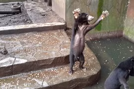 Hình ảnh gấu trong vườn thú gầy trơ xương gây bão