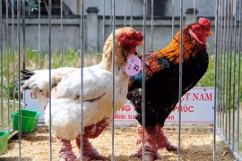 Độc đáo cuộc thi sắc đẹp của những chú gà Đông Tảo chân voi