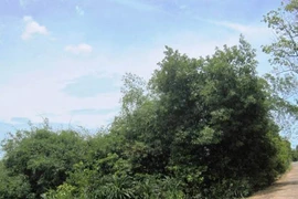 Bí ẩn chuyện quạ đen chỉ chỗ xây Nghè Ná trong rừng cấm