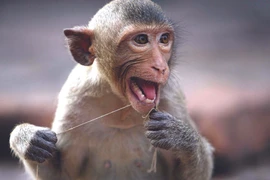 Những sự thật thú vị về loài khỉ - linh vật Bính Thân 2016