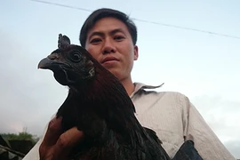 Săn gà đen