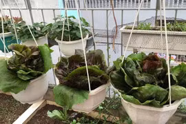 Thích mắt với vườn rau ăn không xuể của bà mẹ Hà thành