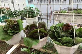 Thích mắt với vườn rau ăn không xuể của bà mẹ Hà thành