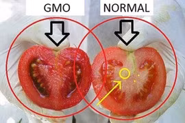 Cách phân biệt cà chua biến đổi gen và cà chua thường cực dễ