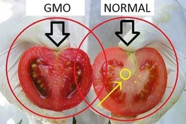 Cách phân biệt cà chua biến đổi gen và cà chua thường cực dễ
