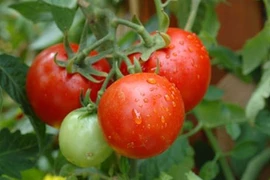 Cách trồng 5 loại quả thông dụng cho bữa cơm gia đình