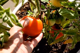 Chỉ cách trồng cà chua sạch sai trĩu quả trong nhà phố