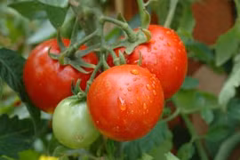 Cách trồng 5 loại quả thông dụng cho bữa cơm gia đình