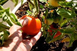 Chỉ cách trồng cà chua sạch sai trĩu quả trong nhà phố