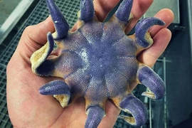 Tỉnh cả người xem các loài cá kỳ quái nhất hành tinh