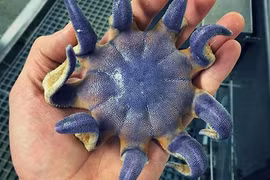 Tỉnh cả người xem các loài cá kỳ quái nhất hành tinh