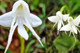 Những loài hoa có “1-0-2” mà nhìn mãi mới biết là hoa