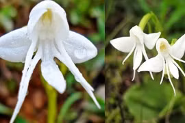 Những loài hoa có “1-0-2” mà nhìn mãi mới biết là hoa