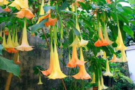 Khám phá nguồn gốc “hơi thở của quỷ“