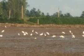 Cảnh xưa nay hiếm cả ngàn con cò bay trên cánh đồng ở Hồng Ngự