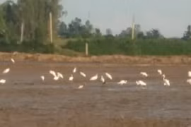 Cảnh xưa nay hiếm cả ngàn con cò bay trên cánh đồng ở Hồng Ngự