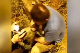 Bị kiểm tra nồng độ cồn, tài xế nhổ cỏ nhai ngấu nghiến