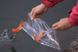 Giờ nào đẹp nhất để tiễn ông Công ông Táo về trời?