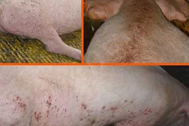 Vạch trần công nghệ “phù phép” thịt lợn bệnh thành... lợn Mán