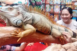 Cận cảnh rồng Nam Mỹ, kỳ đà sông Nile trên đất Sài Gòn